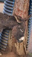 Donkey interacting with a tree and tubing at a farm video