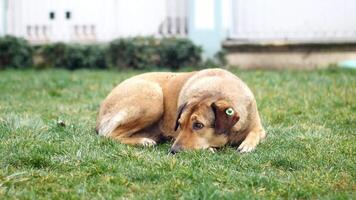 Dog resting on green grass in a backyard in the afternoon video