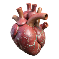 vibrant vintage Anatomical Heart Model Front View Transparent Background original png