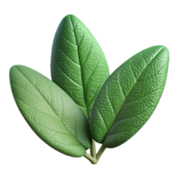 beautiful creative Sage Leaves Green Isolated on Transparent Background with Fuzzy Texture premium png