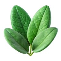 vibrant abstract Sage Leaves Green Isolated on Transparent Background with Fuzzy Texture premium png