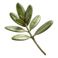 impressive minimalist Thyme Sprig Fresh Cutout Isolated Element high resolution png