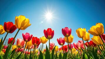 A vibrant tulip garden with rows of red, yellow, and pink tulips under a clear blue sky photo