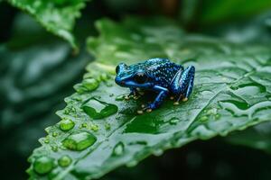 Blue poison dart frog resting on a wet leaf in rainforest photo