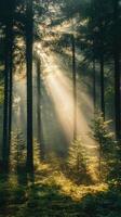 Sunbeams filtering through foggy forest creating magical atmosphere photo