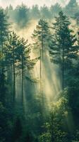 Sunbeams filtering through misty forest canopy photo