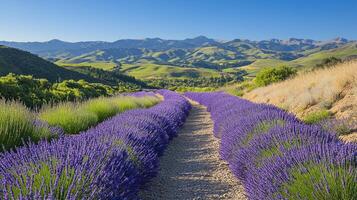 Lavender field creating a path leading to majestic mountains photo