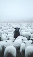 Standing out a sole black sheep surrounded by many white sheep in the dense fog landscape photo