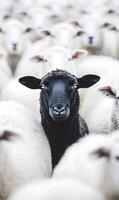 One black sheep amidst a flock of white sheep, looking directly at the camera distinctively photo