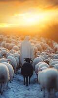 Shepherd guiding a flock with a single black sheep towards the sunlit horizon serene journey photo