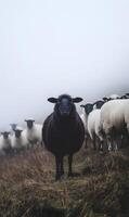 Solo Black Sheep in a Foggy Field, Distinctly Apart from a Group of White Sheep photo