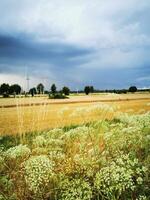 Stormy sky over golden wheat field photo