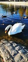 Snow-white swan against the background of ducks on a pond in the park photo