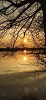 Reflection of sunset in water through tree branches photo
