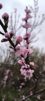 Flowering branches of peach in spring photo