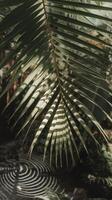 A palm leaf with a sun shining through it photo