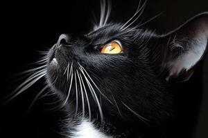Portrait of a Black and White Cat with Golden Eyes Looking Upward photo