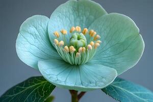 Close-Up of Hellebore Flower with Pale Green Petals and Detailed Stamens for Botanical Design and Nature Prints photo