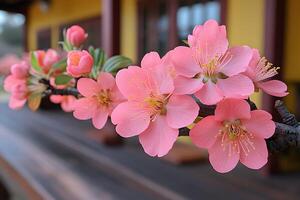 Cherry Blossom Branch in Front of Traditional Japanese Building photo