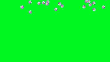 a serene valentine's theme animation showcasing purple-ish colored flowers falling gracefully from top to bottom at random places. Ideal for chroma key use in videos, presentations, or Valentine's Day video