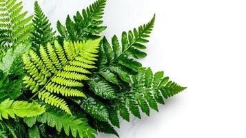 Lush Green Fern Fronds with Water Droplets on White Marble Background Botanical Nature photo