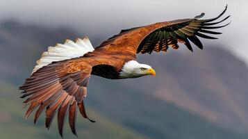 Majestic Bald Eagle in Flight Soaring over Mountain Landscape Wildlife photo