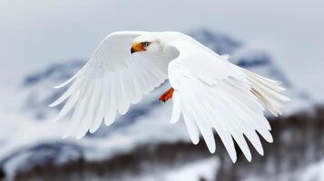 Majestic White Eagle in Flight Soaring Over Snowy Mountain Landscape Wildlife photo