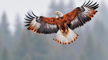 Majestic Brown Eagle in Flight Wings Spread Wide Soaring High Above a Misty Forest Background photo