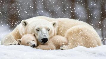 Polar Bear Mother and Cub Snuggling in Snowy Winter Wonderland Peaceful Arctic Wildlife Scene photo