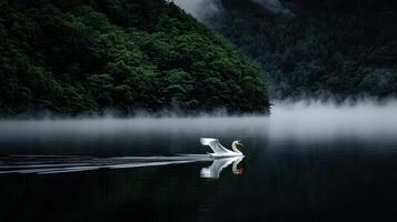 Serene Swan Gracefully Gliding on Misty Lake Surrounded by Lush Green Forest photo