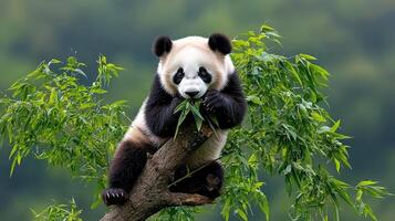 Adorable Giant Panda Cub Eating Bamboo on a Tree Branch in Lush Green Forest photo