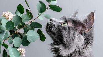 Gray Cat Sniffing Eucalyptus Branch with Delicate Pink Flowers A Close up Shot of a Fluffy Gray Maine Cat photo