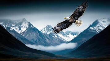 Majestic Bald Eagle Soaring Over Snow Capped Mountains Wildlife Nature Scene photo