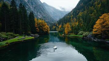 Serene Autumn Lake Scene with Majestic Swan and Colorful Trees Mountains Landscape photo