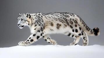 Majestic Snow Leopard Walking on Snow Stunning Wildlife photo