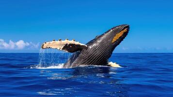 Majestic Humpback Whale Breaching Ocean Surface Under a Clear Blue Sky Wildlife photo