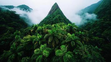 Lush Tropical Rainforest Landscape with Majestic Mountain Peak Hidden in Clouds photo