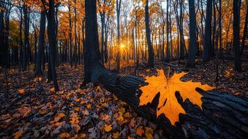 Majestic Autumn Sunset in a Forest with Vibrant Orange Maple Leaf on Fallen Log photo