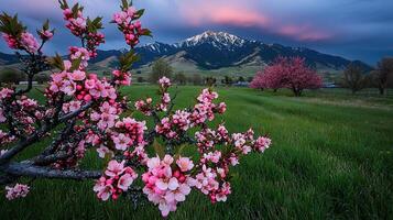 Pink Blossom Tree in Springtime Meadow with Mountain View at Sunset Stunning Nature photo