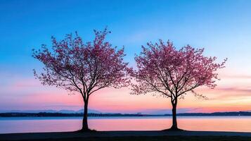 Serene Sunset Landscape with Two Blooming Cherry Trees by the Lake Peaceful Springtime Nature Scene photo