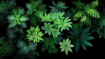 Lush Green Foliage Overhead View Diverse Tropical Plants and Ferns in Vibrant Green Hues photo
