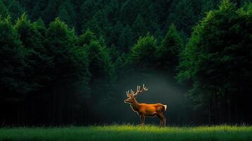 Majestic Red Deer Stag in a Lush Green Forest at Dawn Sunlight photo