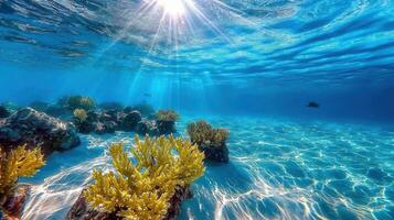 Underwater Scene of Vibrant Yellow Coral Reef in Sunlit Shallow Ocean Water photo