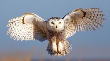 Majestic Snowy Owl in Flight Wings Spread Wide Nature Wildlife photo