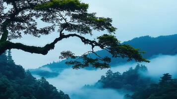 Serene Misty Mountain Landscape Majestic Tree Branch Overlooking Foggy Hills and Lush Green Forest photo