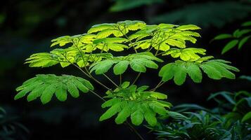 Lush Green Tropical Foliage Illuminated by Sunlight A vibrant display of exotic leaves in a dark forest setting photo