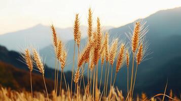 Golden Wheat Stalks in a Mountainous Landscape at Sunset A breathtaking view of ripe wheat against a dramatic backdrop photo