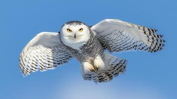 Majestic Snowy Owl in Flight Against a Clear Blue Sky A Stunning Wildlife Image photo