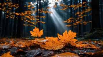 Autumnal Forest Floor with Dewy Maple Leaves Sunbeams Filtering Through Trees photo