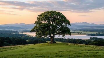 Majestic Oak Tree on Hilltop Overlooking Serene Lake and Distant Mountains at Sunset photo